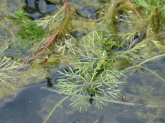 Limnophila trichophylla