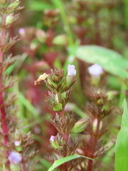 Limnophila trichophylla