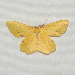 Xanthotype attenuaria