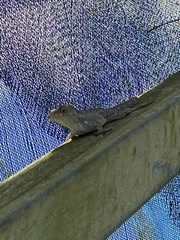 Anolis cristatellus