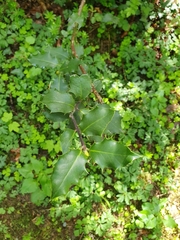 Ilex aquifolium