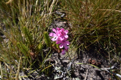 Watsonia paucifolia