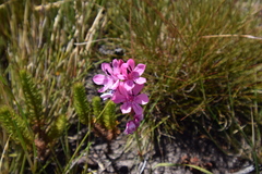 Watsonia paucifolia