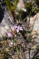 Watsonia paucifolia