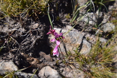 Watsonia paucifolia