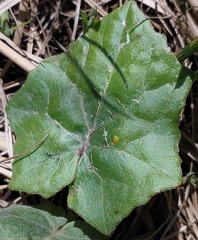 Puccinia poarum