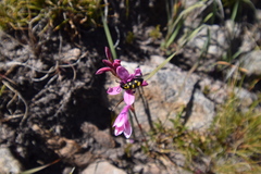 Watsonia paucifolia