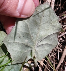 Puccinia poarum