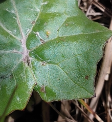 Puccinia poarum