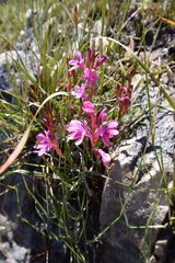 Watsonia paucifolia