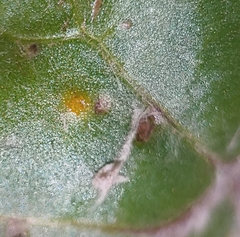 Puccinia poarum