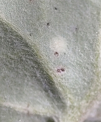Puccinia poarum