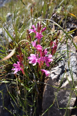 Watsonia paucifolia
