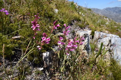 Watsonia paucifolia
