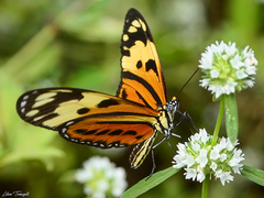 Heliconius ethilla