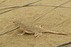 Phrynocephalus mystaceus