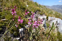 Watsonia paucifolia