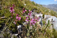 Watsonia paucifolia