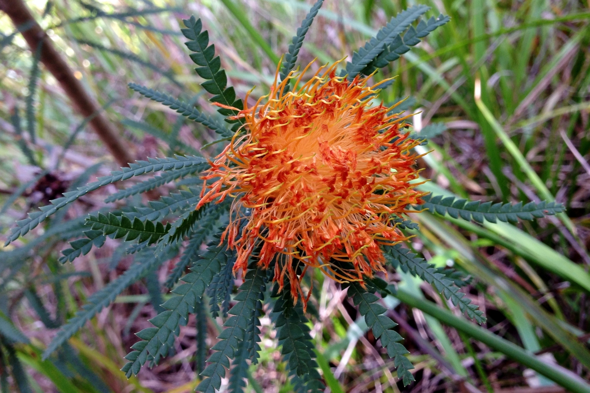 Banksia formosa