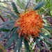 Banksia formosa - Photo (c) greenmthort, μερικά δικαιώματα διατηρούνται (CC BY-NC), uploaded by greenmthort