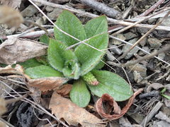 Plantago camtschatica