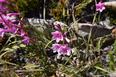 Watsonia paucifolia