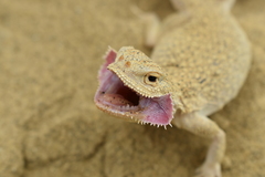 Phrynocephalus mystaceus