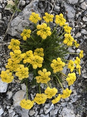Lomatium foeniculaceum