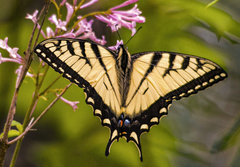 Papilio canadensis × glaucus