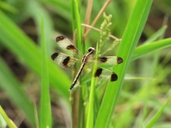Neurothemis tullia