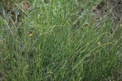 Ephedra procera