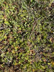Dichondra donelliana