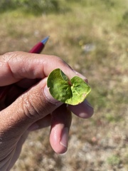Dichondra donelliana