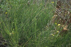 Ephedra procera