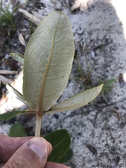 Feijoa sellowiana