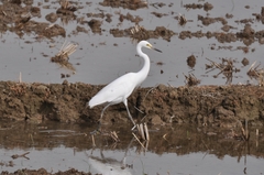 Ardea alba