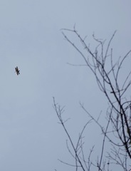 Rhyothemis obsolescens