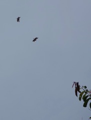 Rhyothemis obsolescens