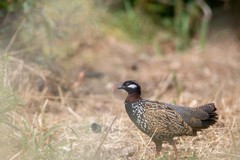 Francolinus francolinus