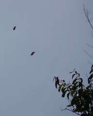 Rhyothemis obsolescens