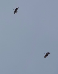 Rhyothemis obsolescens