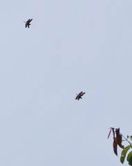 Rhyothemis obsolescens