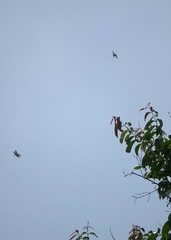 Rhyothemis obsolescens