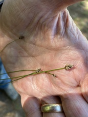 Eleocharis tenuis