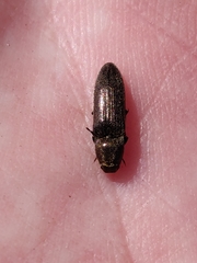 Cidnopus aeruginosus