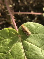 Choristoneura houstonana