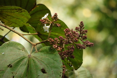 Piliostigma foveolatum