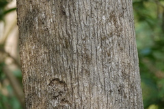 Piliostigma foveolatum