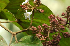 Piliostigma foveolatum