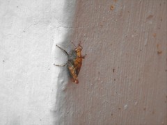 Tettigidea cuspidata
